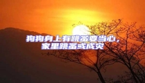 狗狗身上有跳蚤要當心,家里跳蚤或成災