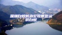 深圳白蟻防治公司帶您認識白蟻
