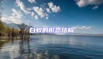 白蟻的形態(tài)結(jié)構(gòu)