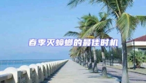 春季滅蟑螂的最佳時機(jī)