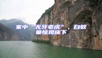 家中“無牙老虎”,白蟻巢驚現床下