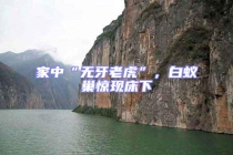 家中“無牙老虎”，白蟻巢驚現床下