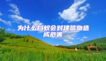 為什么白蟻會(huì)對建筑物造成危害