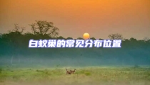白蟻巢的常見(jiàn)分布位置