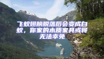 飛蟻翅膀脫落后會(huì)變成白蟻,你家的木質(zhì)家具或?qū)o(wú)法幸免