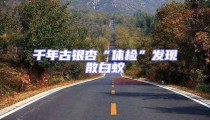 千年古銀杏“體檢”發(fā)現(xiàn)散白蟻