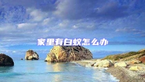 家里有白蟻怎么辦