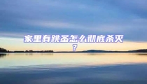 家里有跳蚤怎么徹底殺滅?