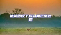被蟑螂咬了應如何正確處理