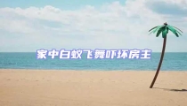 家中白蟻飛舞嚇壞房主