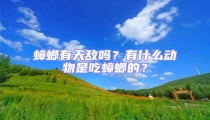 蟑螂有天敵嗎?有什么動物是吃蟑螂的?