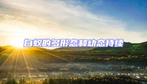 白蟻的多形態和幼態持續