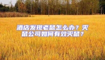 酒店發現老鼠怎么辦?滅鼠公司如何有效滅鼠?