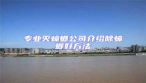 專業滅蟑螂公司介紹除蟑螂好方法