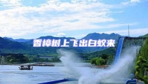 香樟樹上飛出白蟻來
