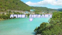天氣轉暖,白蟻進入婚飛季