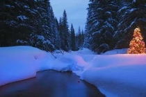 殺蟲公司要的就是干脆，不能太過于猶豫