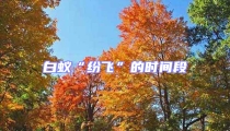 白蟻“紛飛”的時間段