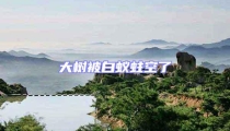 大樹被白蟻蛀空了