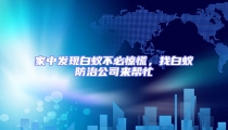 家中發現白蟻不必驚慌,找白蟻防治公司來幫忙