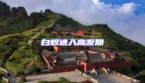 白蟻進入高發期