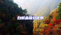 白蟻品級分化卵