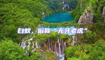 白蟻,俗稱“無(wú)牙老虎”