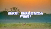 白蟻站:白蟻危害是怎么產(chǎn)生的?