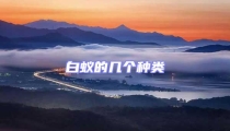 白蟻的幾個種類