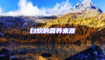白蟻的營(yíng)養(yǎng)來(lái)源