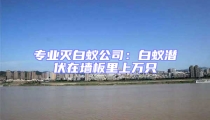 專業滅白蟻公司:白蟻潛伏在墻板里上萬只