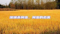 深圳殺臭蟲(chóng),臭蟲(chóng)的危害