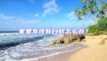 家里發(fā)現(xiàn)有白蟻怎么辦?