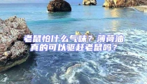 老鼠怕什么氣味?薄荷油真的可以驅趕老鼠嗎?