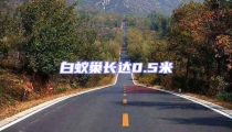 白蟻巢長達0.5米