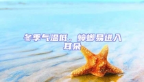 冬季氣溫低,蟑螂易進(jìn)入耳朵