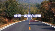 蟑螂一般藏在哪里